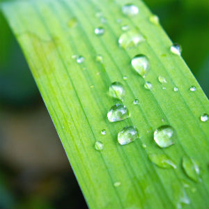 Leaf