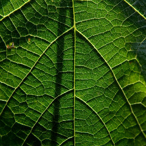 Leaf